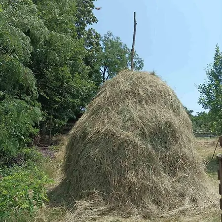 Apartment Petrovic *