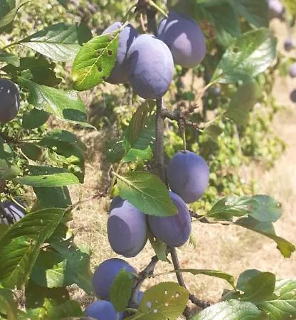 Petrovic Apartment Rudnik