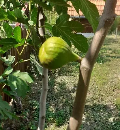 Petrovic Apartment *