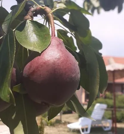 Petrovic Apartment *