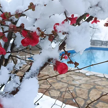 Petrovic Apartment *